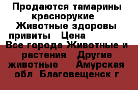 Продаются тамарины краснорукие . Животные здоровы привиты › Цена ­ 85 000 - Все города Животные и растения » Другие животные   . Амурская обл.,Благовещенск г.